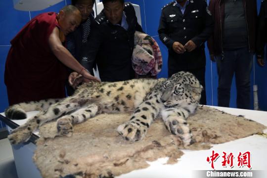 “雪豹一事立即引起了囊谦县官方高度重视，并紧急成立了救援小组迅速赶往德加寺，对受伤雪豹护理工作进行安排布置。”囊谦县委宣传部工作人员介绍，“由于缺乏专业知识，同时不具备给雪豹进行救治的医疗条件，加上雪豹双腿无法行走，不吃不喝，体质十分虚弱，情形十分危急。”囊谦县委宣传部提供