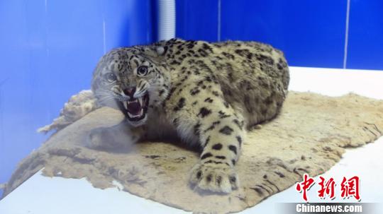 囊谦县副县长成林才仁同巧女基金会保护项目团队取得联系后，该组织发起仅用6小时组建了以北京林业大学雪豹研究专家肖昶羲为负责人的救治小组，并在收到救援信息18小时内就抵达了德加寺。囊谦县委宣传部提供