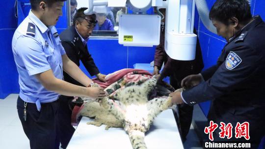 18日晚，救治小组初步判断受伤雪豹是腰椎受损导致其下半身无法行动，进一步检查发现其膝关节皮肤磨损，下半身伴有水肿和炎症，并已受伤多日。救治小组考虑到雪豹腰椎神经有可能受损，有针对性的对其注射了治疗药物。囊谦县委宣传部提供