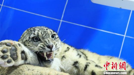 19日一早，巧女基金会专家团队带着雪豹血样和口腔上皮细胞样本就赶回北京进行化验分析。期间，囊谦县救援小组也多方寻求治疗方案，推敲着各种救助方案……21日晚，受伤雪豹血常规化验结果得出，表明该只受伤雪豹肝肾功能正常，但血常规炎症较高。囊谦县委宣传部提供