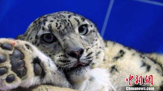 截至发稿时，经过多日救助，该只受伤雪豹饮食和身体状况基本好转，相关专家正制定下一步救治方案中。囊谦县委宣传部提供